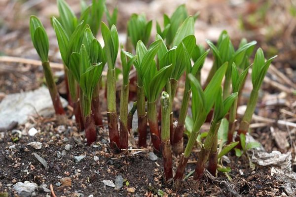 Как вывести деньги с кракена