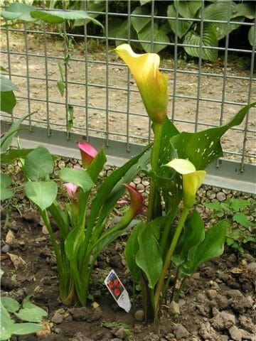 Кракен площадка kr2web in